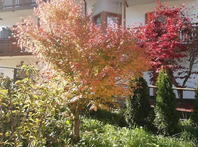 Rondolost * צ'נצ'ניגה